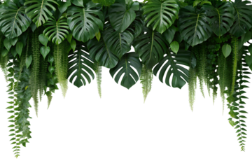 Lush green tropical monstera leaves, abundant ferns, and trailing vines create a natural hanging border. This isolated image is a transparent png.