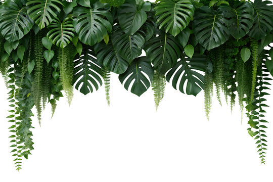 Lush green tropical monstera leaves, abundant ferns, and trailing vines create a natural hanging border. This isolated image is a transparent png.