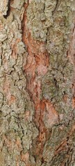 Nature's Textured Canvas: The Bark's Embrace