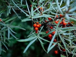 red berries on a branch