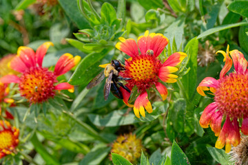 Bees on a flower closeup