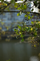 nuts on a tree on a sunny day