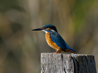 Colorful kingfisher bird perched and hunting near water in nature