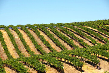 California vineyard with rows of vine plants in summer