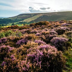 Autumnal heather landscape