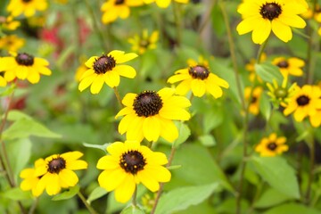 Coneflower (Rudbeckia) in Tokyo, Japan