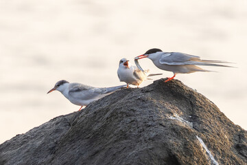 Common Tern