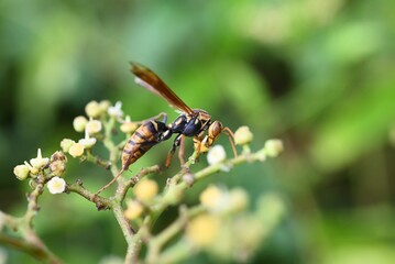 A Polistes jokahamae (Dark-waist Paper Wasp) sucking nectar from Bushkiller flowers. Vespidae polistes wasp. If stung, it can cause anaphylactic shock and death.