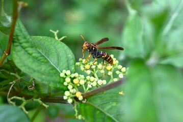 A Polistes jokahamae (Dark-waist Paper Wasp) sucking nectar from Bushkiller flowers. Vespidae polistes wasp. If stung, it can cause anaphylactic shock and death.