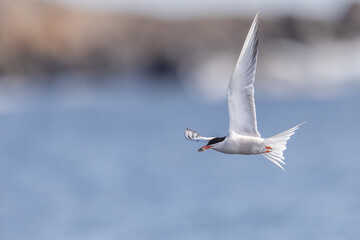 Common Tern
