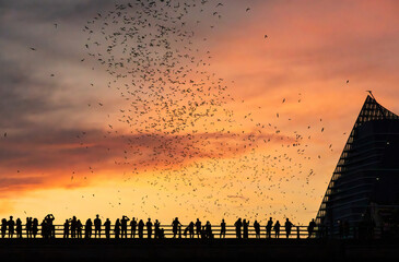 Bat watchers crowd on Congress Avenue bridge as bats fly overhead with city skyline in silhouette behind