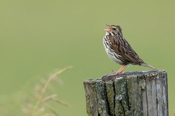Savannah Sparrow