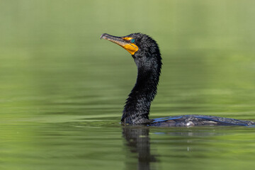 Double-crested cormorant