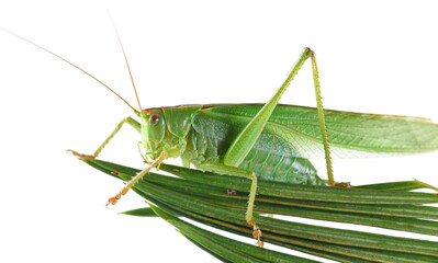 Orthoptera-Tettigoniidae, bush cricket, 