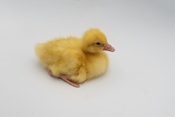 Cute fluffy gosling on white background in different positions. Ideal for farm animal photography,...