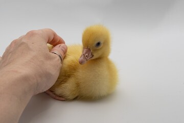 Fluffy yellow gosling in human hands, close-up view. Ideal for farm animal themes, spring...