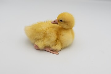 Cute fluffy gosling on white background in different positions. Ideal for farm animal photography,...