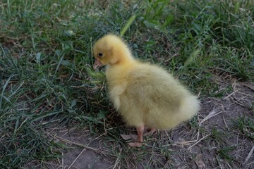 Adorable fluffy yellow gosling on grass. Ideal for farm animal photography, wildlife themes, Easter...
