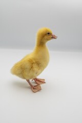Cute fluffy gosling on white background in different positions. Ideal for farm animal photography,...