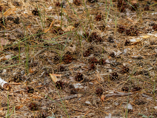 Coniferous forest on the background of pine cones on the ground 