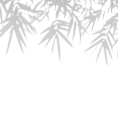 Light gray bamboo leaf shadows on white background