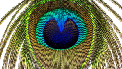Obraz premium Peacock Feather PNG, Realistic Colorful Plumage, Transparent Background, Decorative and Artistic Design Element
