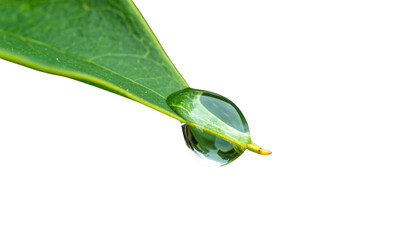 Water Droplet on Leaf PNG, Realistic Nature Detail, Transparent Background, Fresh Botanical and Eco Design Element
