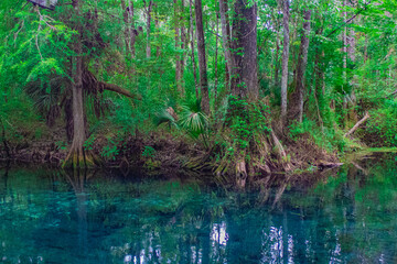 Silver Springs; where Monkeys Roam, FL
