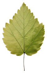 Fototapeta premium PNG Real Pressed a minimal aesthetic green grape leaf plant tree fragility.