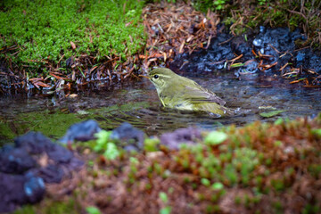  八ヶ岳や上高地で初夏から夏に出会える高原のかわいい野鳥、夏鳥のメボソムシクイ