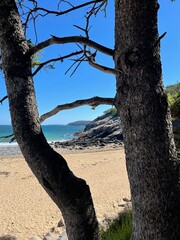 tree on the beach