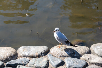 神奈川　鎌倉　鶴岡八幡宮