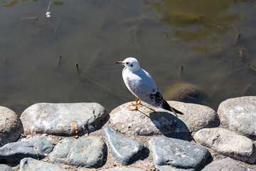 神奈川　鎌倉　鶴岡八幡宮