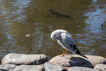 神奈川　鎌倉　鶴岡八幡宮