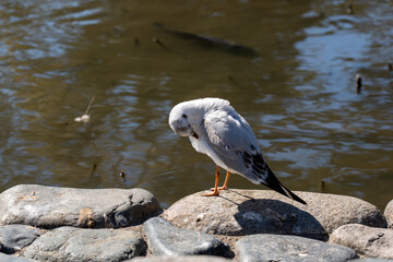 神奈川　鎌倉　鶴岡八幡宮