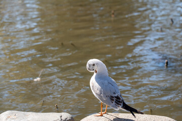 神奈川　鎌倉　鶴岡八幡宮