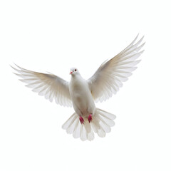 Obraz premium White dove flying peace symbol stock photo bird in flight wings spread isolated
