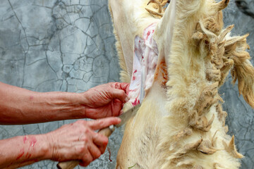 Preparing Farm Animal with Knife and Bloody Hands on Outdoor Setting