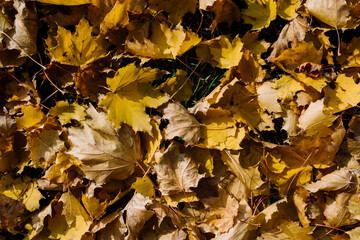 autumn maple leaves scatter in the wind on the road surface in a summer garden on a sunny day. dry fallen leaves close-up