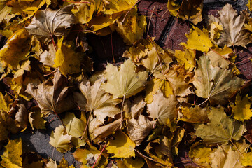 autumn maple leaves scatter in the wind on the road surface in a summer garden on a sunny day. dry...