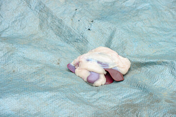 Fresh Organ Meat on Blue Tarp, Red and White, Butchery Concept