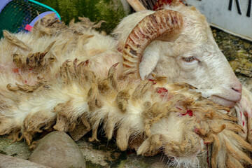 Horned Sheep with White Wool Lying on Stone Surface Close Up