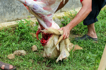 Bloody Goat Carcass on Grass After Slaughtering Ceremony