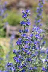Close up of a vipers bugloss (echium vulgare) flower in bloom
