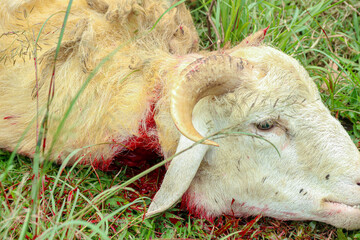 Dead White Sheep with Horns Lying in Green Grass Bloody