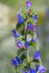 Close up of a vipers bugloss (echium vulgare) flower in bloom