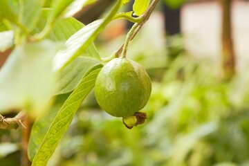 Psidium guajava in Tokyo, Japan