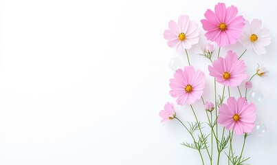 Delicate pink cosmos flowers arranged on a white background with pearl-like orbs