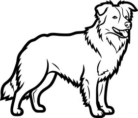 Obraz premium Border collie dog full body standing side view outline vector 