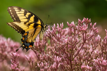 An Eastern Tiger Swallowtail Butterfly feeding on pink flowers